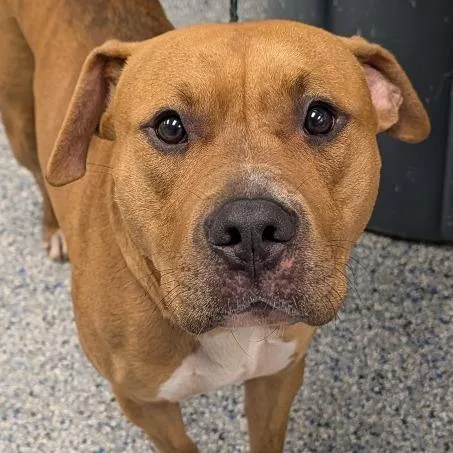 An adult medium-sized male Yellow / Tan / Blond / Fawn Mixed Breed dog named Von for adoption in Greenville, SC