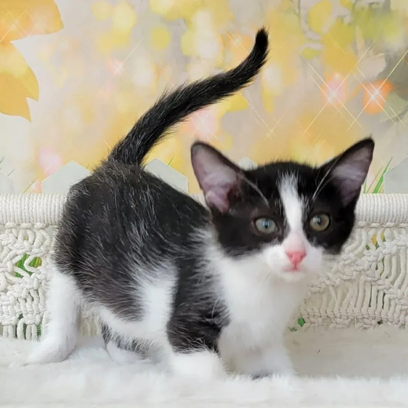 A baby medium-sized male Black Domestic Medium Hair cat named Uchuchu for adoption in Greensburg, PA