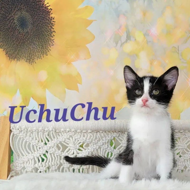 Uchuchu thumbnail 2