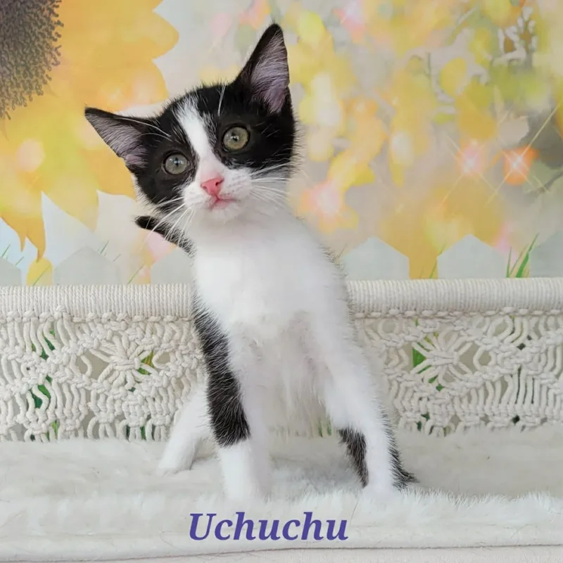 Uchuchu thumbnail 5