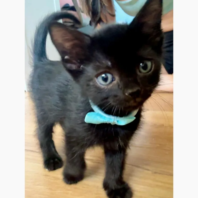 A baby small-sized male Black Domestic Short Hair cat named Crunchy Taco for adoption in Austin, TX