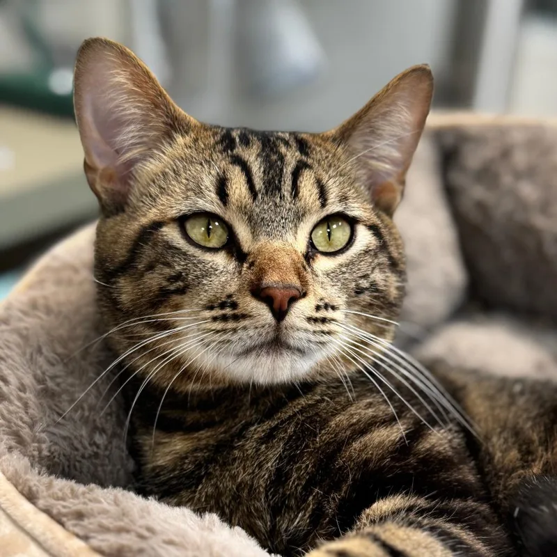 An adult medium-sized male Brown / Chocolate Domestic Short Hair cat named Frito for adoption in Bradenton, FL