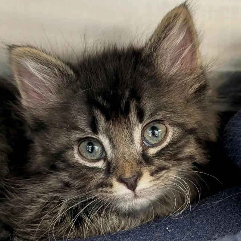 A baby medium-sized male Tabby (Brown / Chocolate) Domestic Medium Hair cat named Kitdos  Reduced Fee for adoption in Jefferson, WI