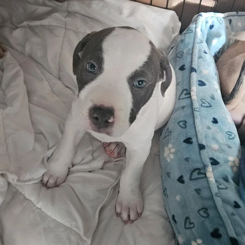A baby medium-sized male American Staffordshire Terrier dog named Olaf for adoption in Houston, TX