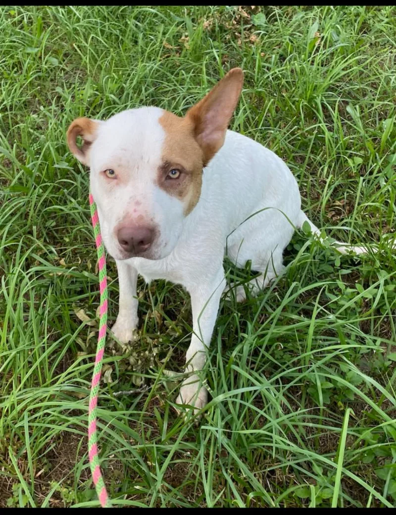 An adult large-sized male White / Cream German Shepherd Dog dog named Tribble for adoption in Cumming, GA