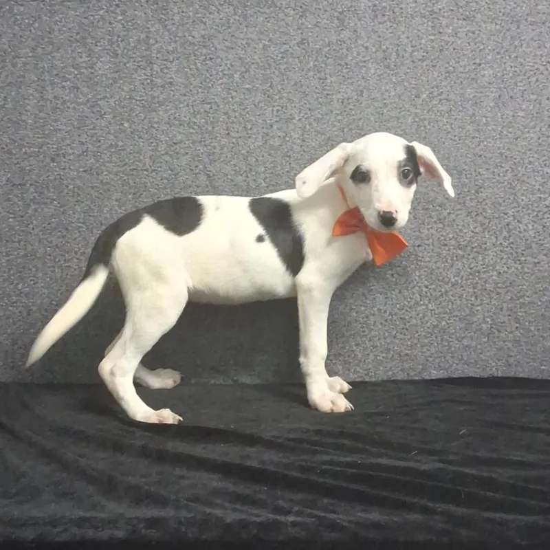 A baby medium-sized female Mixed Breed dog named Marilyn for adoption in Medfield, MA
