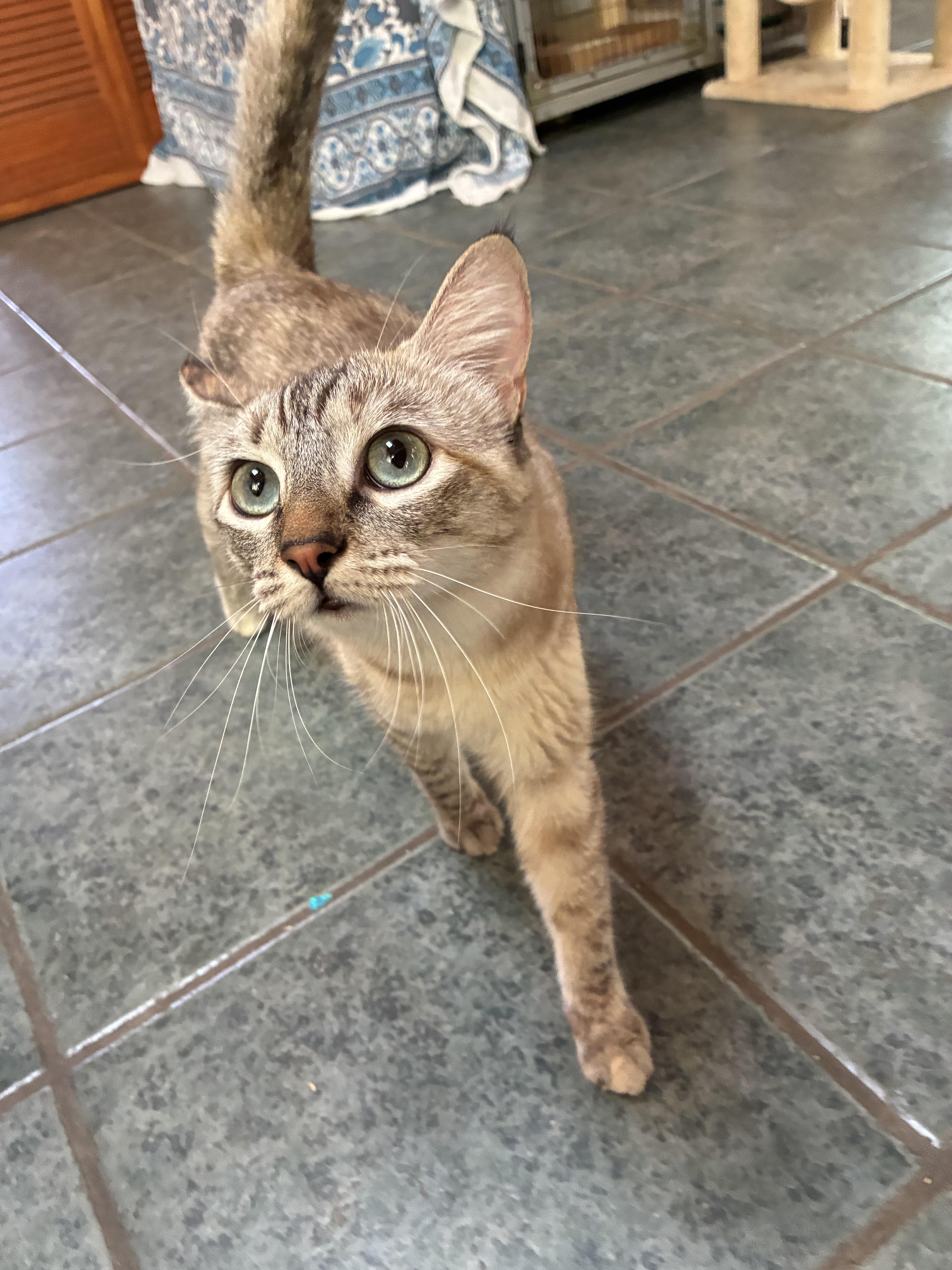 A young medium-sized female Blue Cream Siamese cat named Lilly for adoption in Ventura, CA