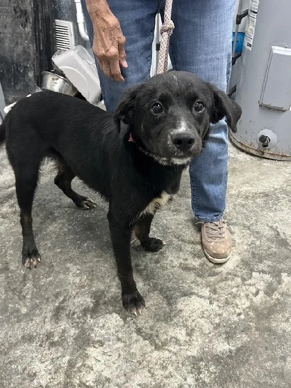 A young medium-sized female Labrador Retriever dog named Jetta for adoption in Aurora, IL
