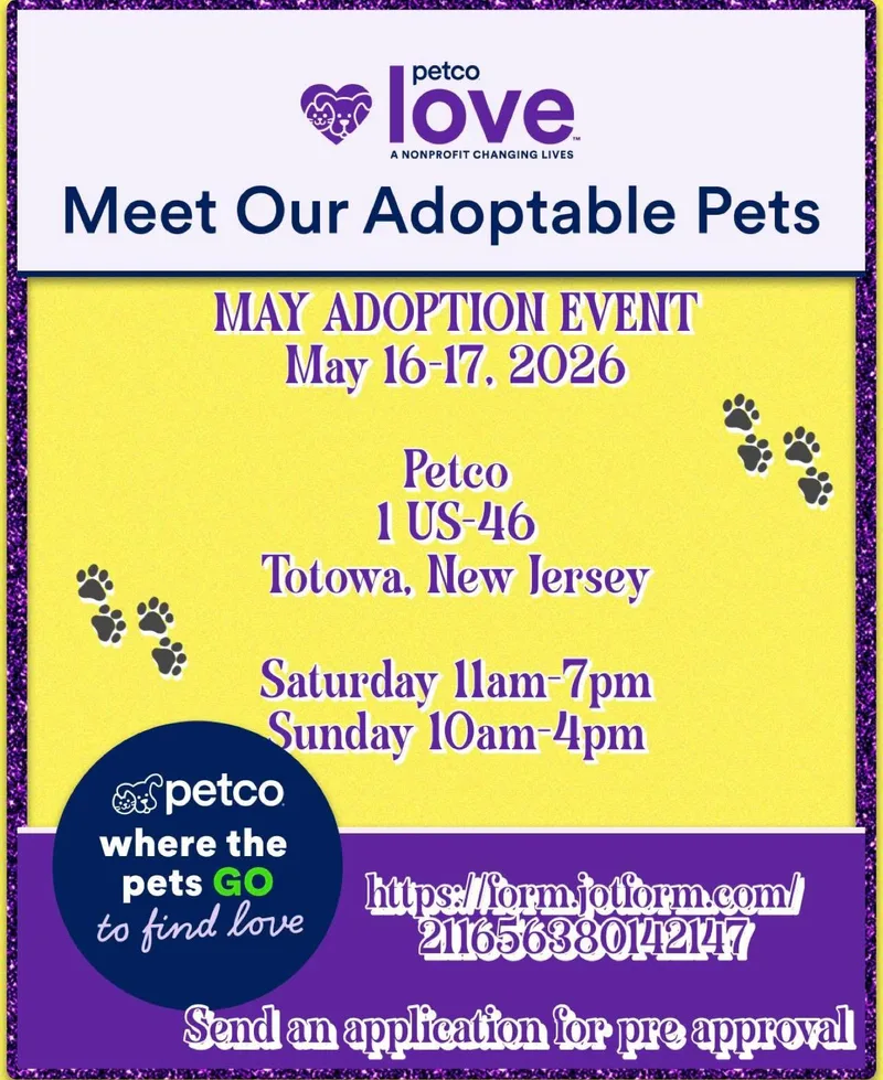 A baby small-sized male White / Cream Poodle (Toy) dog named Cornelius for adoption in Thomson , GA