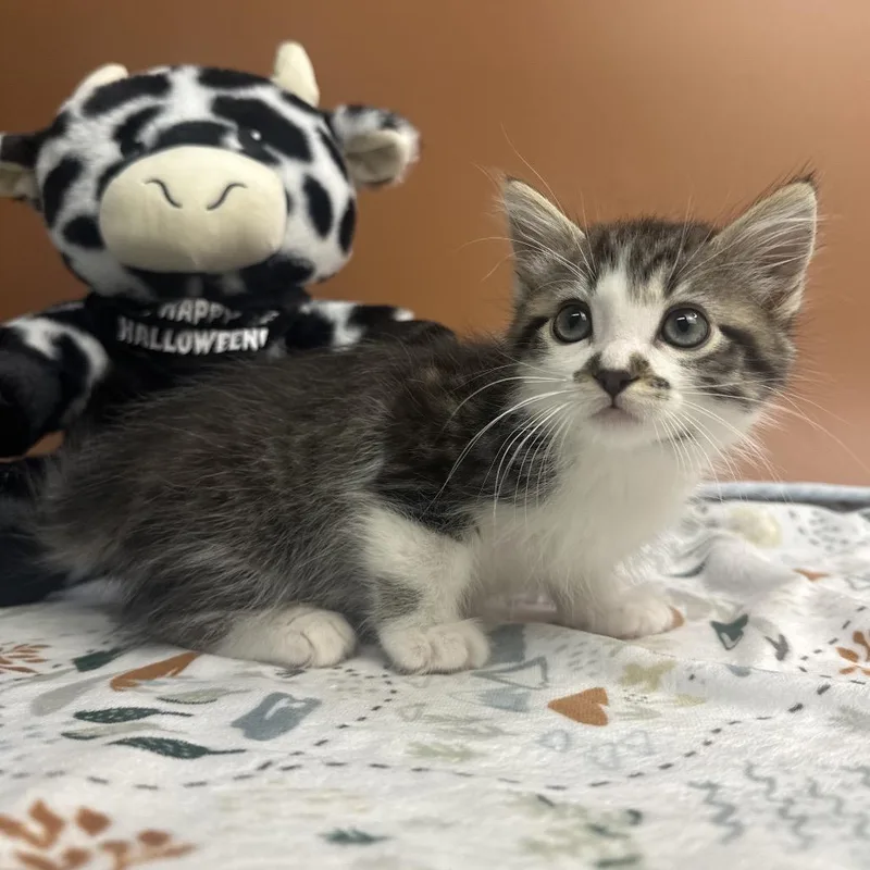 A baby small-sized male Domestic Medium Hair cat named Mongo for adoption in San Antonio, TX