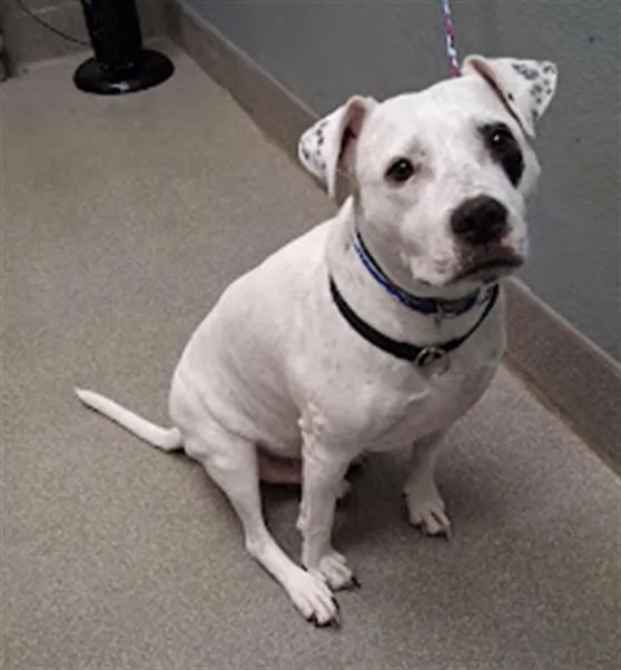 A senior large-sized male Dogo Argentino dog named Thor for adoption in Las Vegas, NV