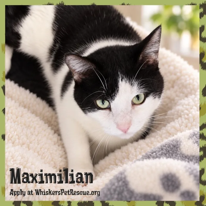 An adult large-sized male Domestic Short Hair cat named Maximilian for adoption in Southbury, CT