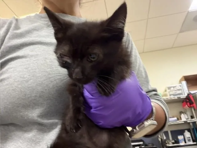 A baby small-sized male Domestic Short Hair cat named Nino for adoption in Miami, FL