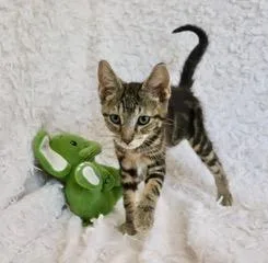 A young medium-sized male Exotic Shorthair cat named Billie for adoption in Saint Augustine, FL