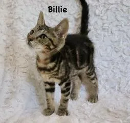 Billie thumbnail 6