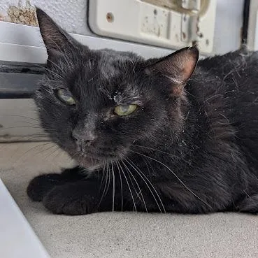 A senior medium-sized female Black Domestic Short Hair cat named Baby Girl for adoption in Birdsboro, PA