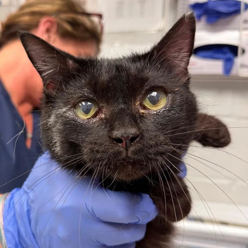 Baby Girl thumbnail 3