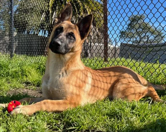 An adult medium-sized female Belgian Shepherd / Malinois dog named Honey for adoption in Santa Cruz, CA