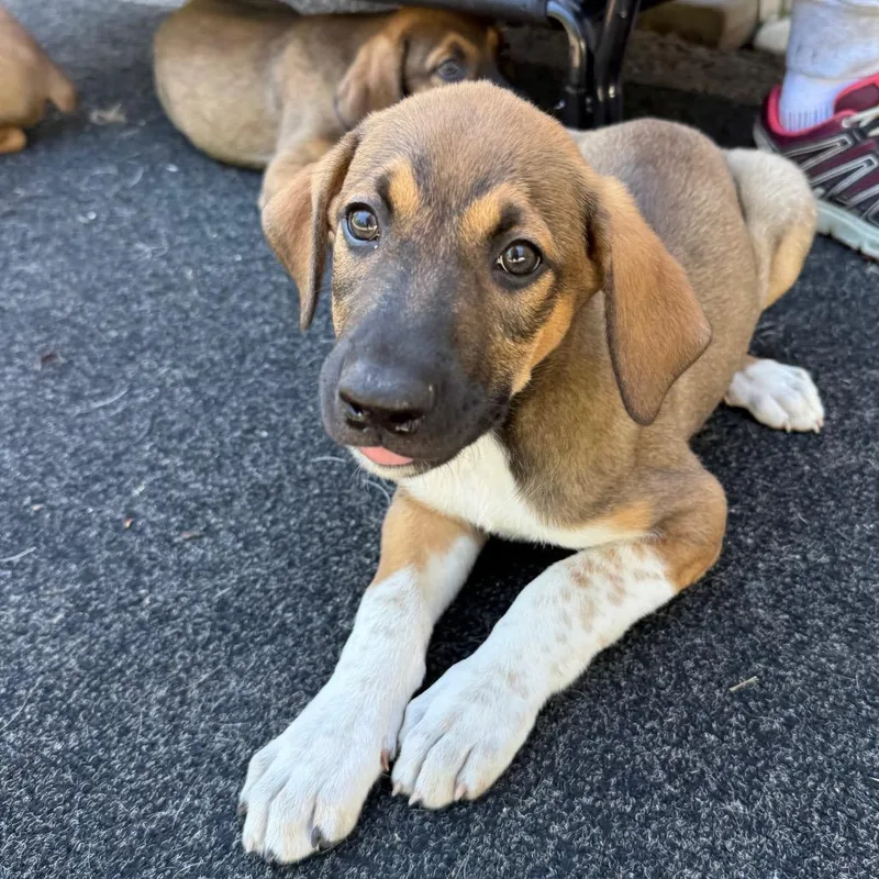 A baby small-sized male Brown / Chocolate Doberman Pinscher dog named Raven Pup: Rooney for adoption in Falls Church, VA
