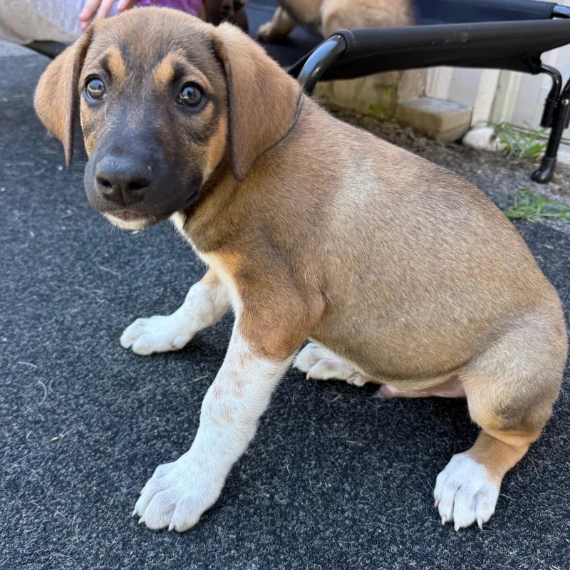 Raven Pup: Rooney thumbnail 6