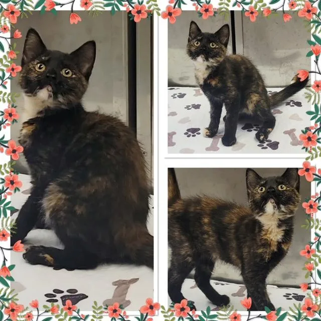A baby small-sized female Tortoiseshell Domestic Short Hair cat named Mochi for adoption in Buckhannon, WV