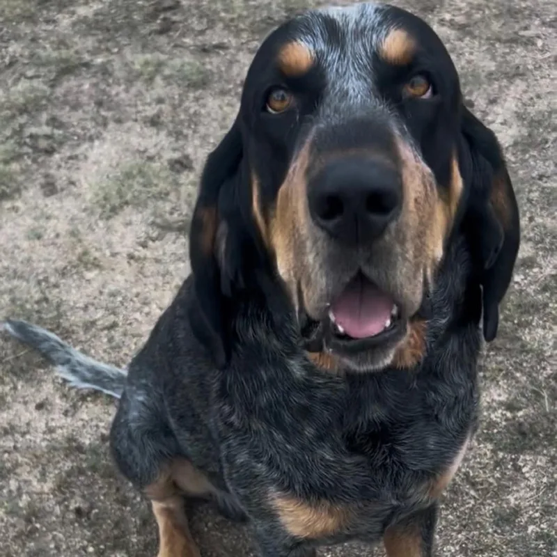 An adult small-sized male Gray / Blue / Silver Bluetick Coonhound dog named Dwight for adoption in Colorado Springs, CO