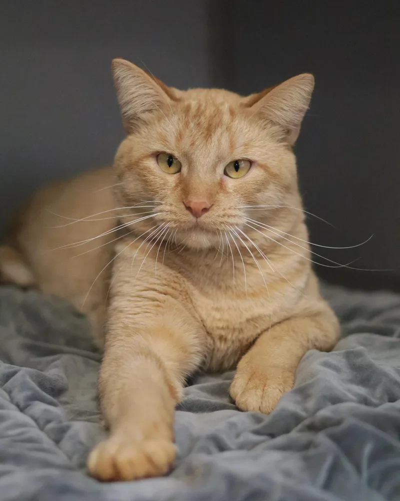 An adult medium-sized male Domestic Short Hair cat named Cent for adoption in St. Ignace, MI