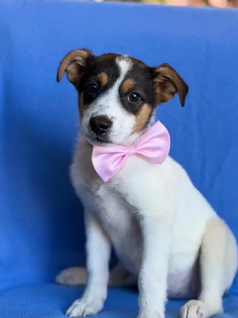 Minnie