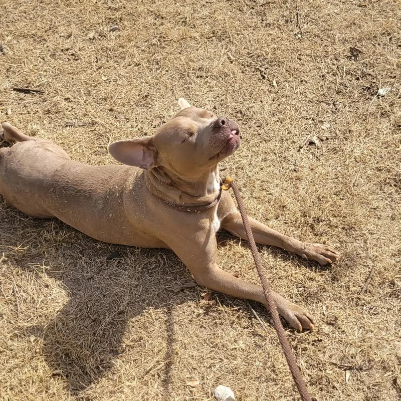 A young medium-sized male Yellow / Tan / Blond / Fawn American Bully dog named Wesley for adoption in Brookeville, MD