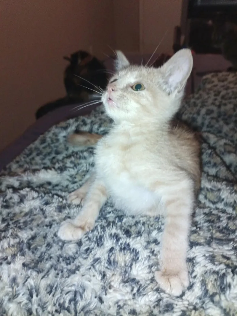Baby Butters