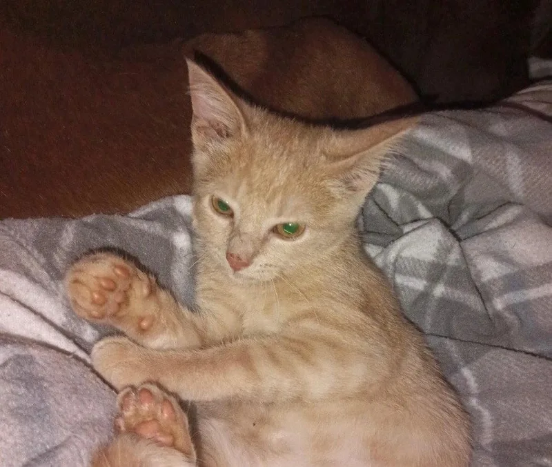Baby Butters thumbnail 2