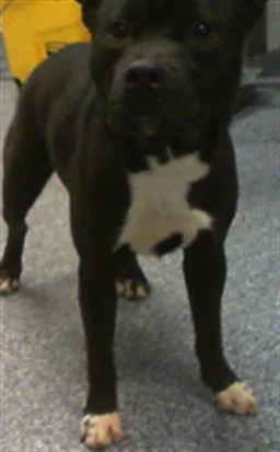 A young large-sized male Pit Bull Terrier dog named Drew for adoption in Charlotte, NC