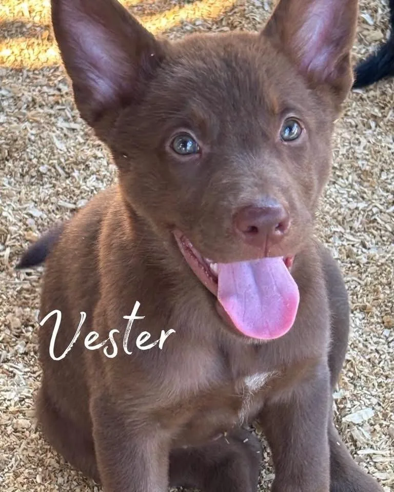 A baby medium-sized male German Shepherd Dog dog named Vester for adoption in Brookshire, TX