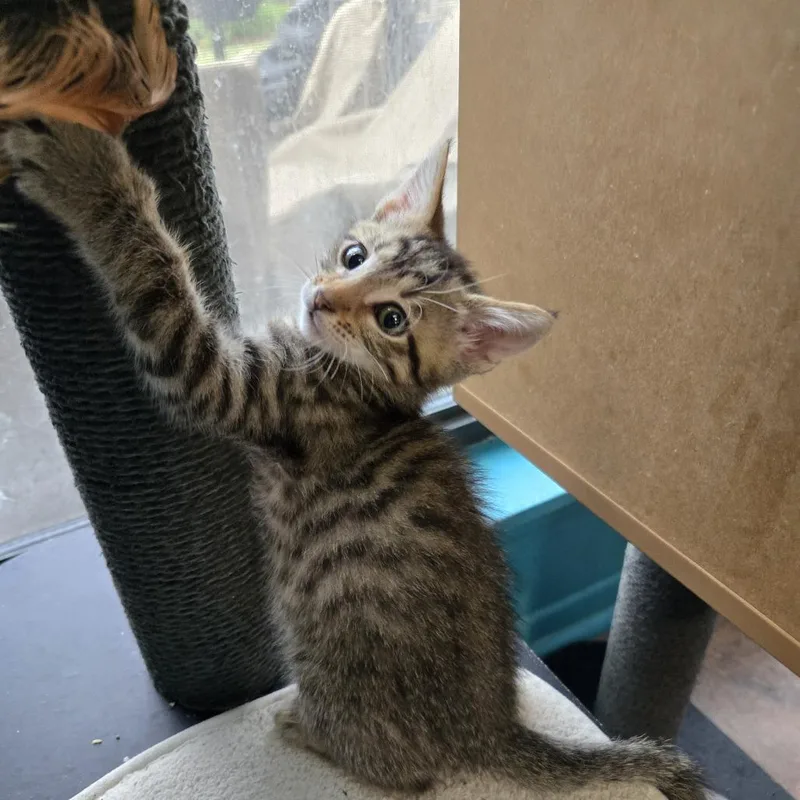A baby small-sized male Brown / Chocolate Domestic Short Hair cat named Comet for adoption in San Antonio, TX