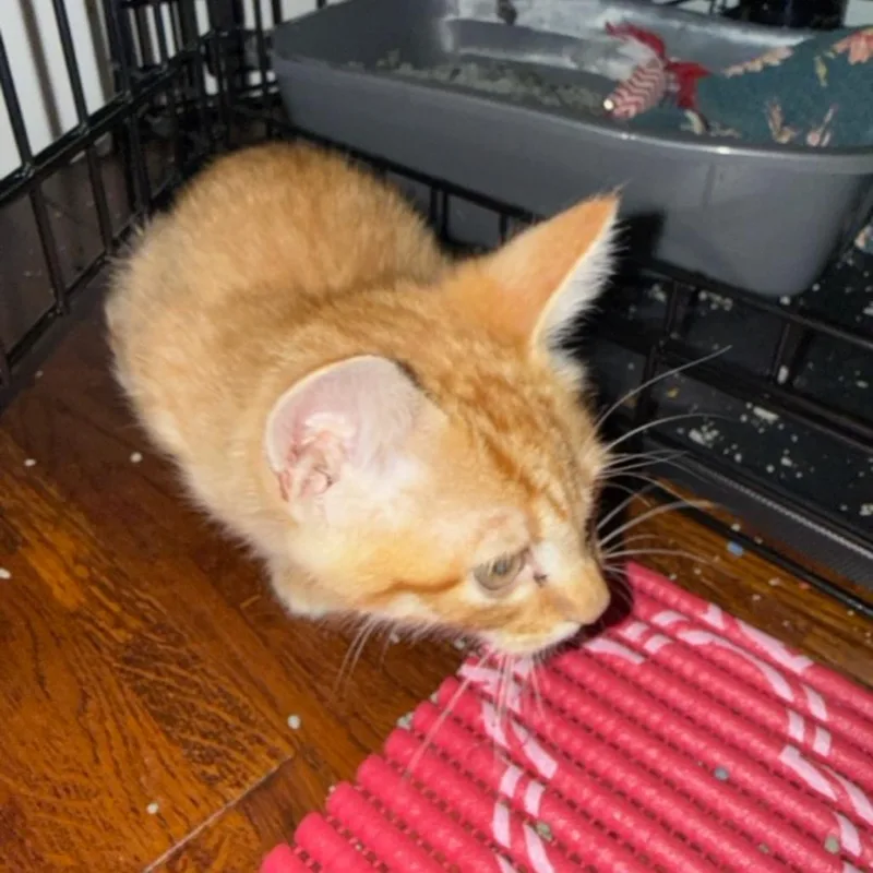 A baby small-sized male Orange / Red Domestic Short Hair cat named Jasper for adoption in DeKalb, IL