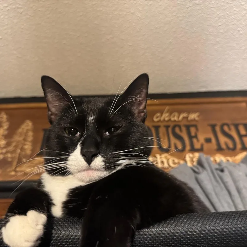 A young large-sized male Black Domestic Short Hair cat named Mr Monopoly for adoption in Independence, MO