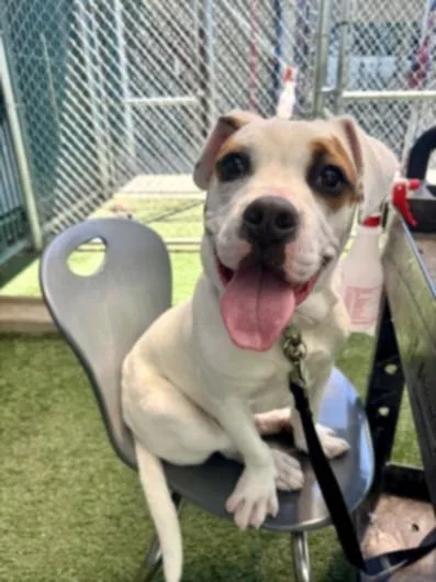 A young medium-sized male American Staffordshire Terrier dog named Spanky for adoption in Chatsworth, CA
