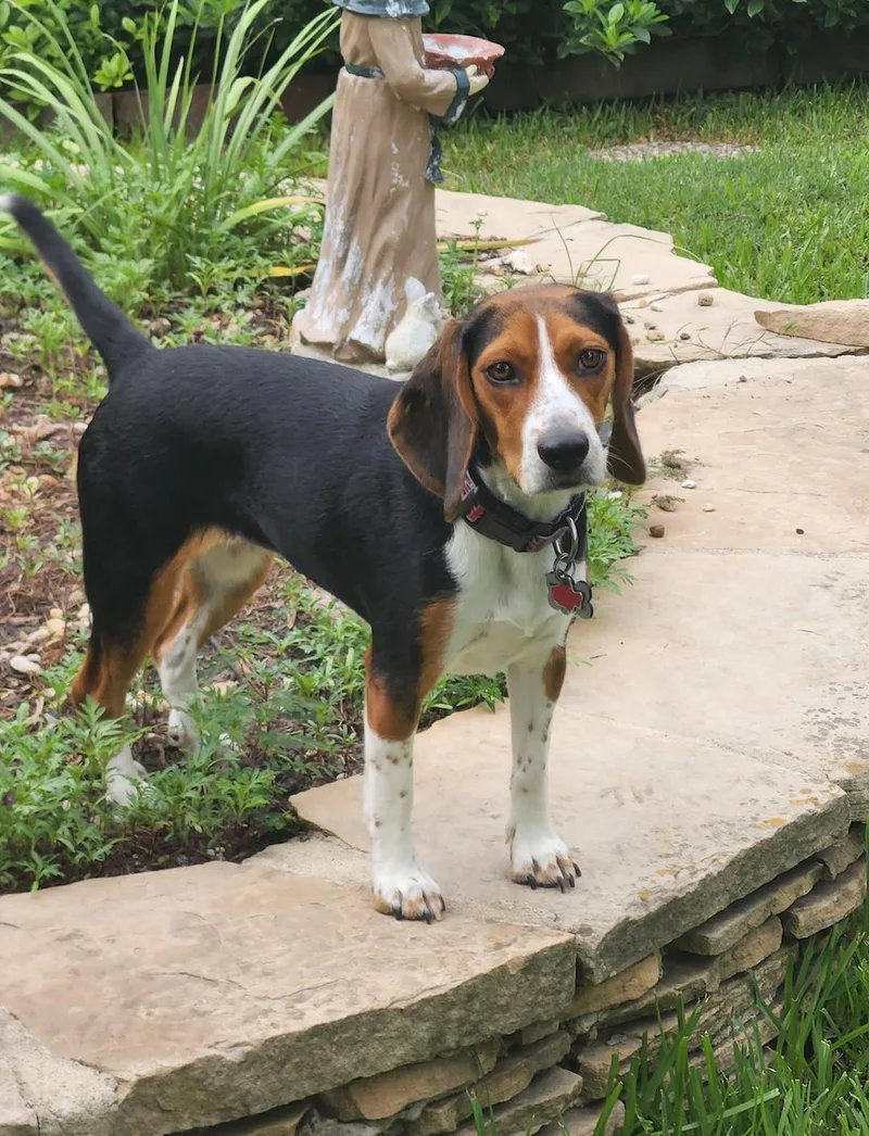 An adult medium-sized female Beagle dog named Dora for adoption in Tomball, TX