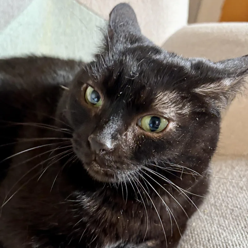 Cornelia thumbnail 2