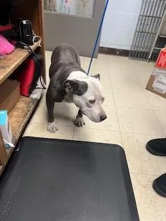 A young medium-sized female Pit Bull Terrier dog named Nala for adoption in Stockton, CA