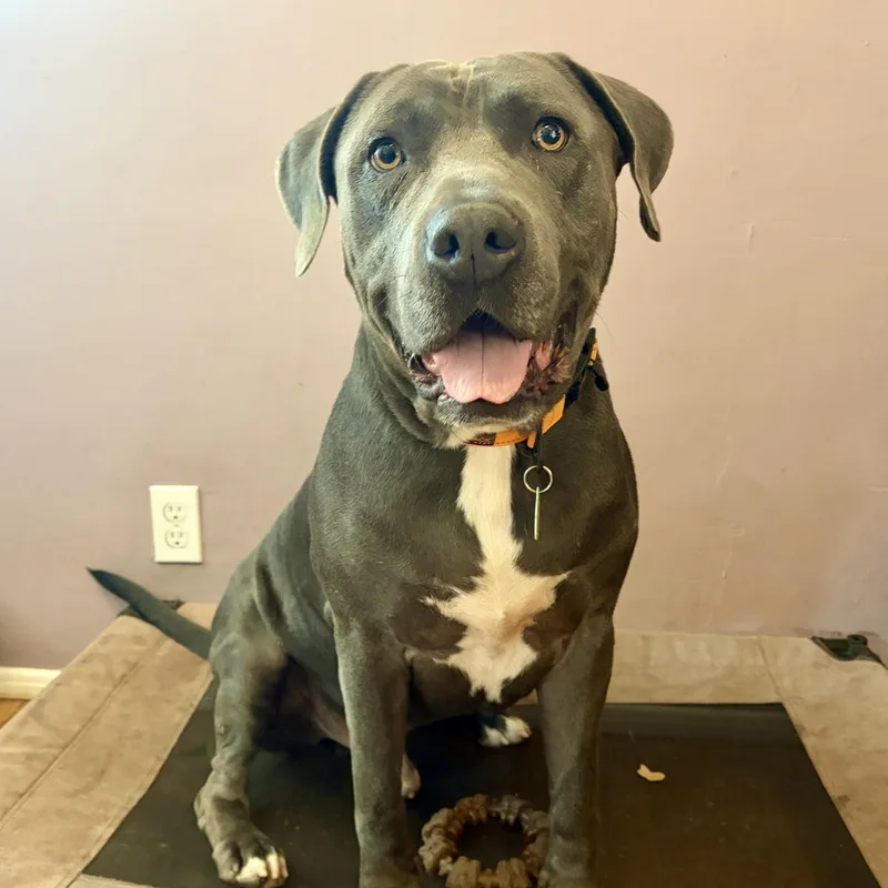 A young large-sized male Gray / Blue / Silver Pit Bull Terrier dog named Kenny for adoption in Sun Valley, CA