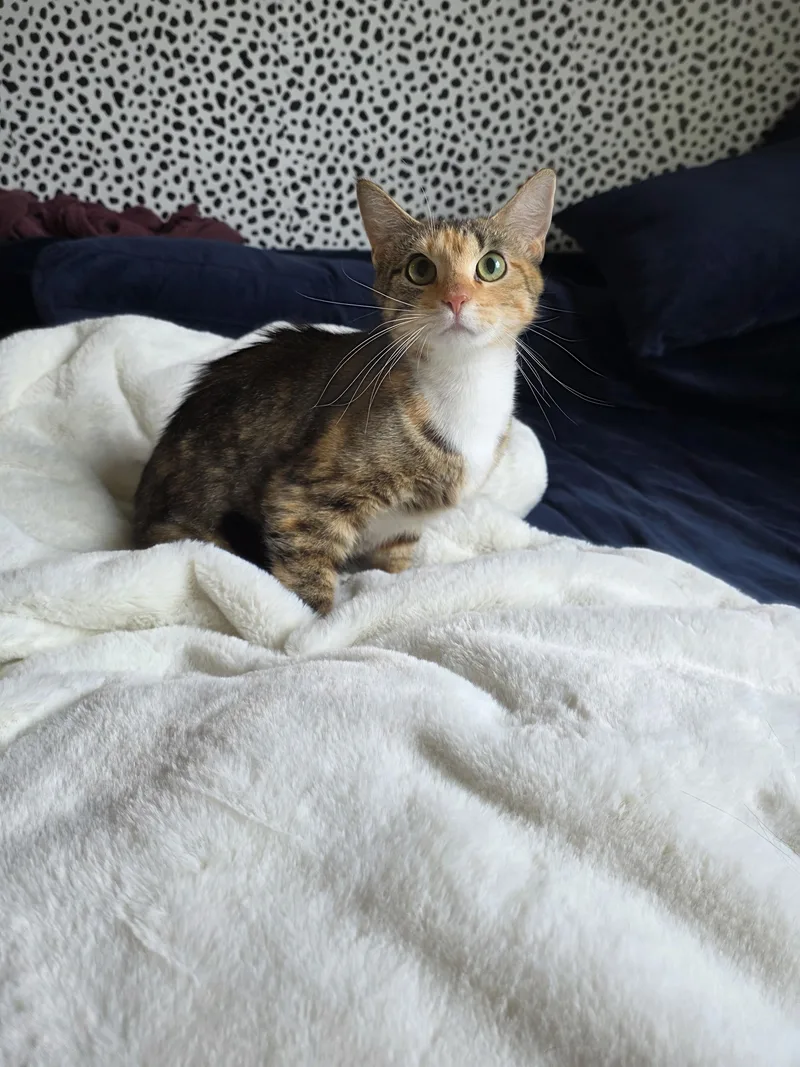 A young medium-sized female Domestic Short Hair cat named BahamanoMama for adoption in Lockport, IL