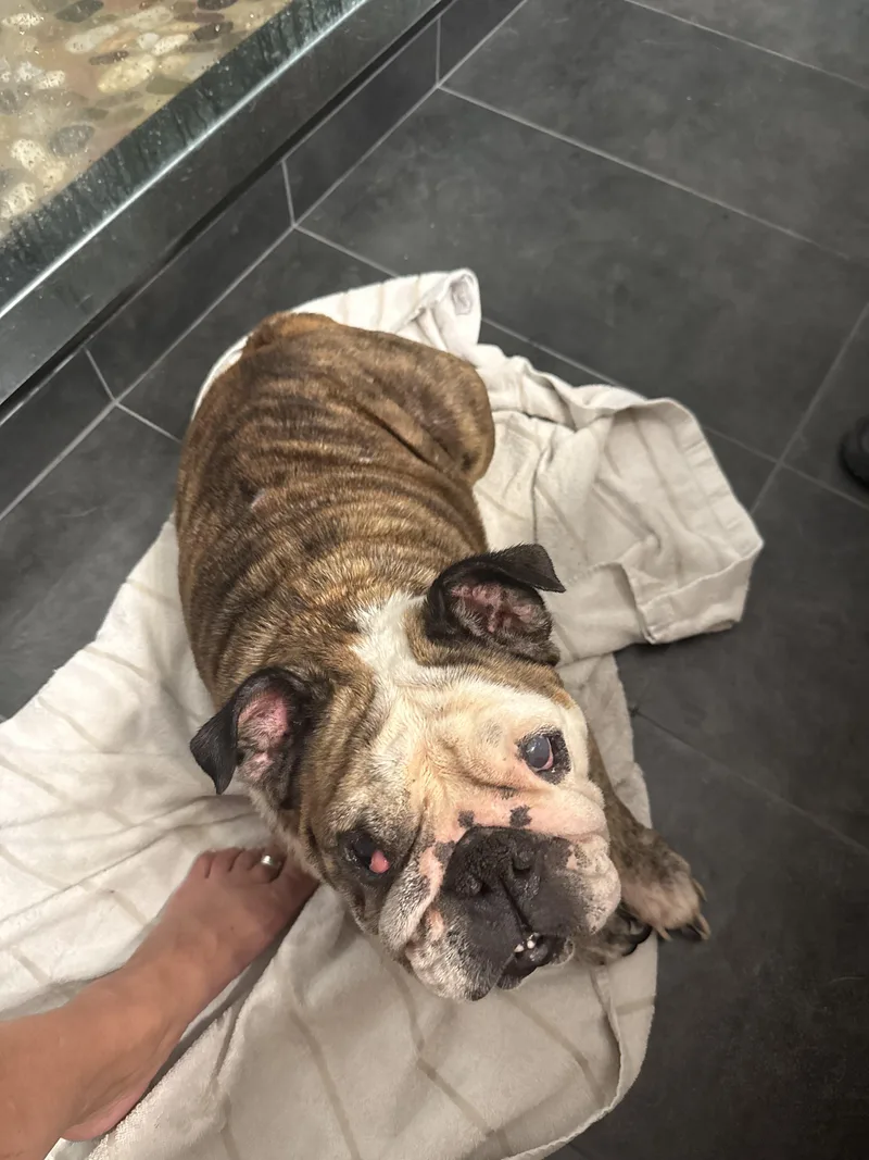 An adult medium-sized female English Bulldog dog named Charlotte for adoption in PALM BAY, FL