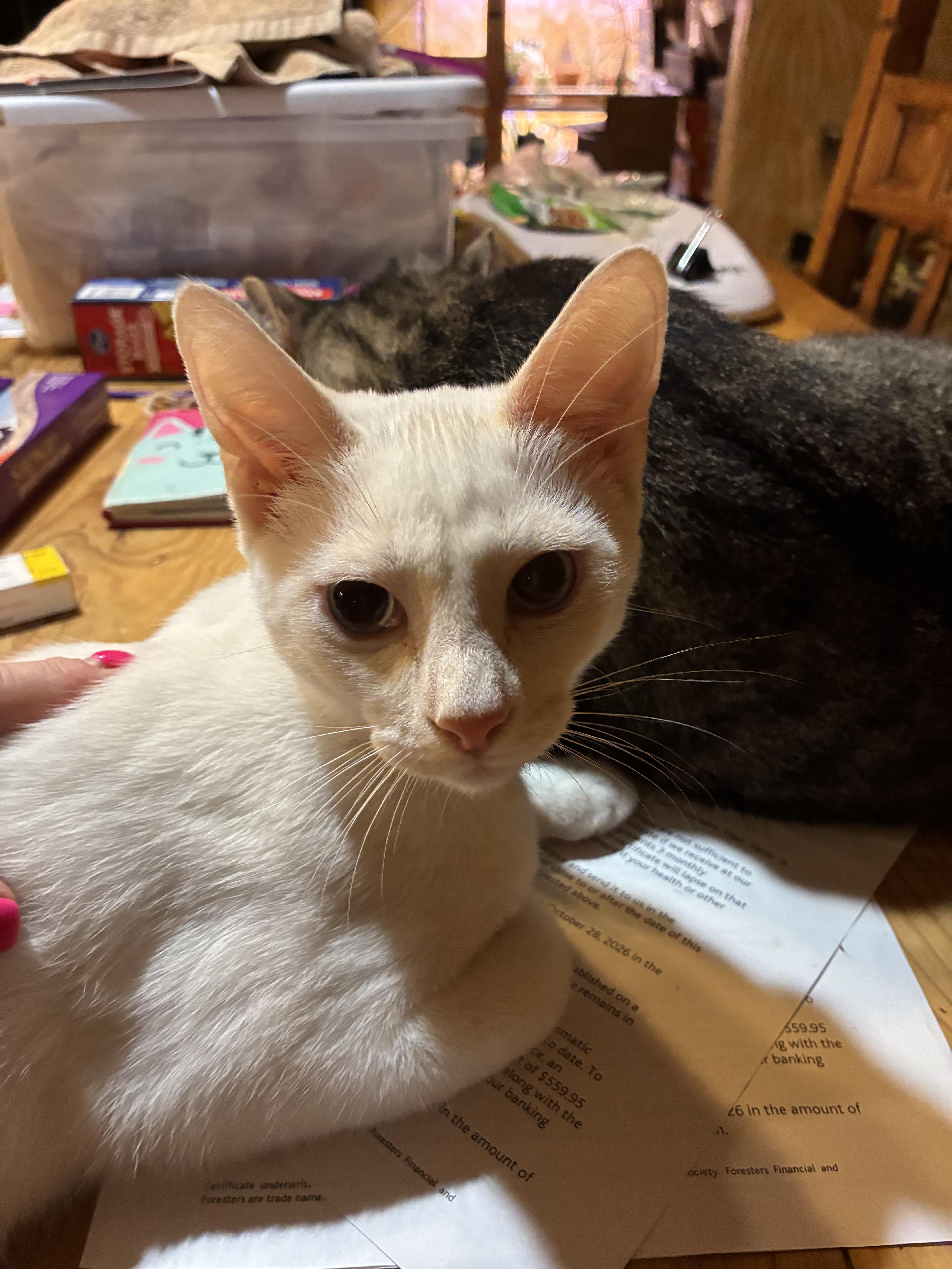 A baby small-sized male Blue Cream Domestic Short Hair cat named Chili for adoption in Indianapolis, IN