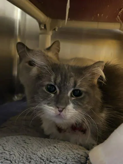 An adult large-sized female Domestic Long Hair cat named Ep for adoption in Munster, IN