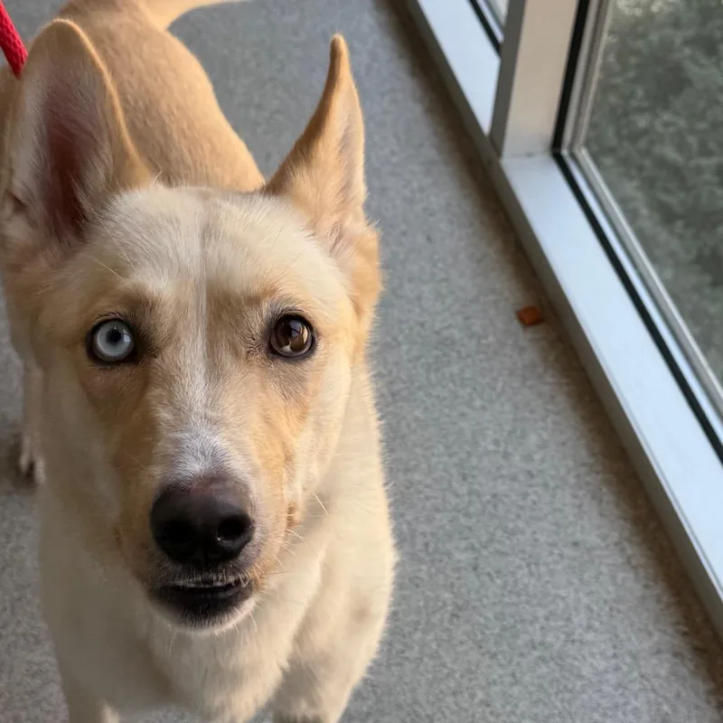 An adult medium-sized female Yellow / Tan / Blond / Fawn Husky dog named Artemis for adoption in Chicago, IL