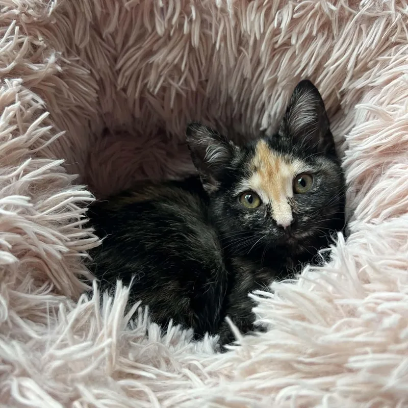 Poe