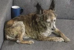 An adult small-sized male Mixed Breed dog named Grant for adoption in Dallas, TX