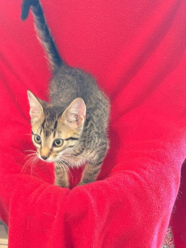 A baby small-sized male Domestic Short Hair cat named Grady for adoption in Spring, TX