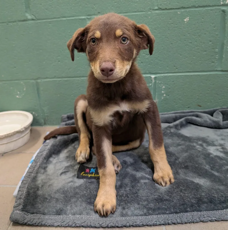 A baby small-sized female Red / Chestnut / Orange Doberman Pinscher dog named Addie for adoption in Lathrop, CA